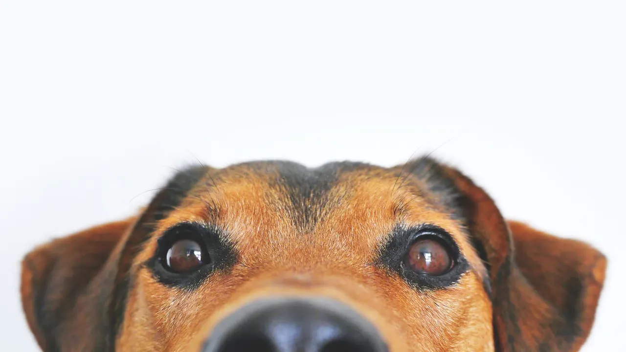 Site pour pet shop et services animaux avec catalogue